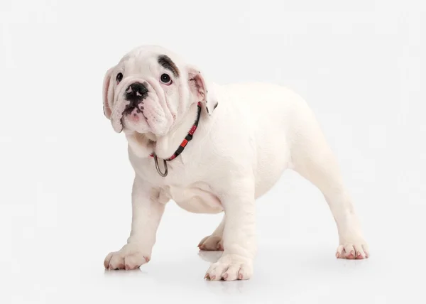 Cão. Inglês bulldog filhote de cachorro no fundo branco — Fotografia de Stock