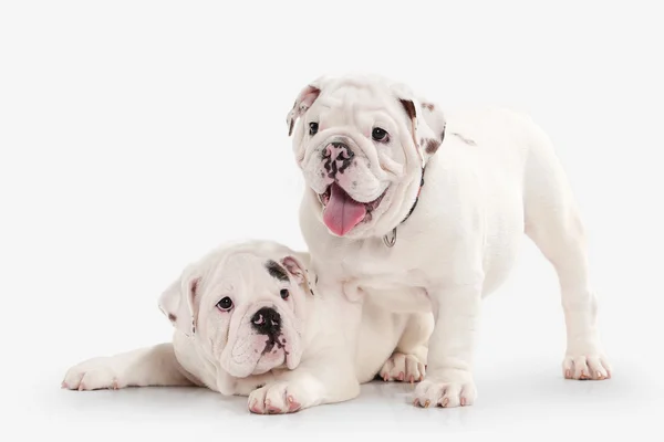 Cão. Dois cachorros bulldog Inglês no fundo branco — Fotografia de Stock