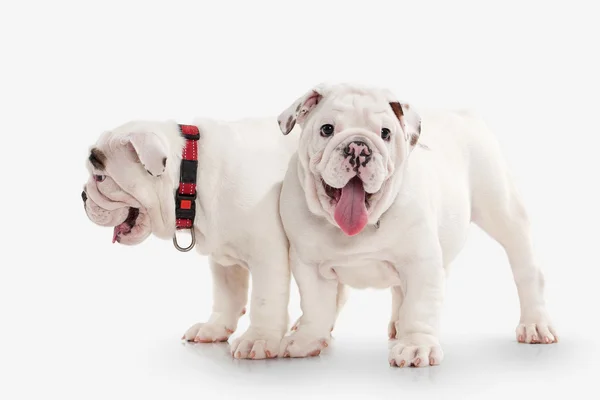 Cão. Dois cachorros bulldog Inglês no fundo branco — Fotografia de Stock