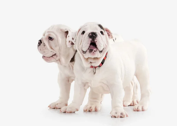 Hond. Twee Engels bulldog pups op witte achtergrond — Stockfoto