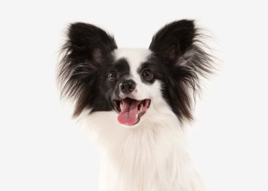Köpek. Beyaz bir arka plan üzerinde Papillon köpek yavrusu
