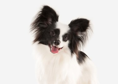 Köpek. Beyaz bir arka plan üzerinde Papillon köpek yavrusu