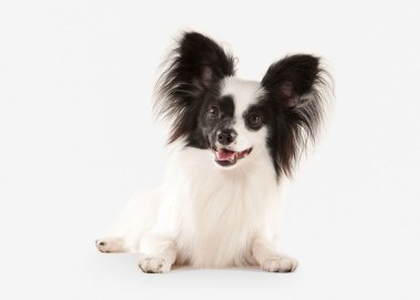 Köpek. Beyaz bir arka plan üzerinde Papillon köpek yavrusu