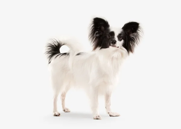 Hond. Papillon pup op een witte achtergrond — Stockfoto