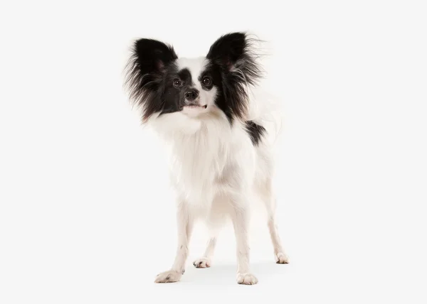 Perro. Papillon cachorro sobre un fondo blanco — Foto de Stock