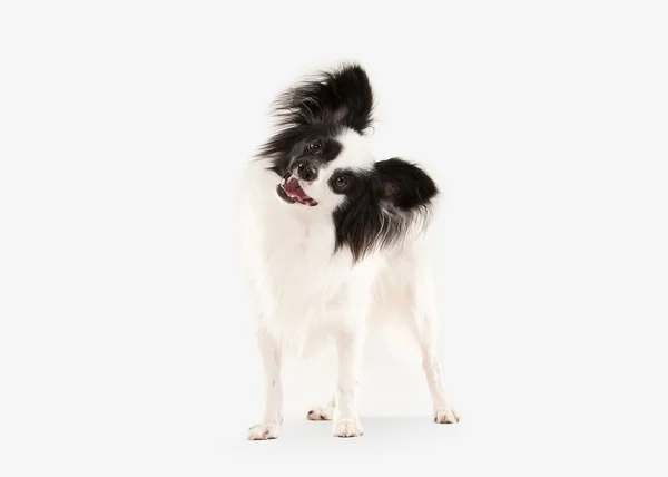 Perro. Papillon cachorro sobre un fondo blanco — Foto de Stock