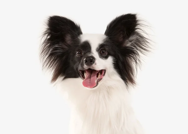 Cão. Papillon cachorro em um fundo branco — Fotografia de Stock