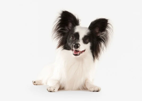 Cane. Papillon cucciolo su sfondo bianco — Foto Stock