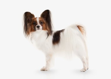 Köpek. Beyaz bir arka plan üzerinde Papillon köpek yavrusu