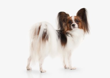 Köpek. Beyaz bir arka plan üzerinde Papillon köpek yavrusu