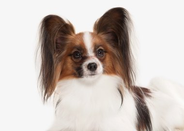 Köpek. Beyaz bir arka plan üzerinde Papillon köpek yavrusu