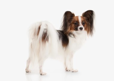 Köpek. Beyaz bir arka plan üzerinde Papillon köpek yavrusu