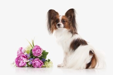 Köpek. Beyaz bir arka plan üzerinde Papillon köpek yavrusu