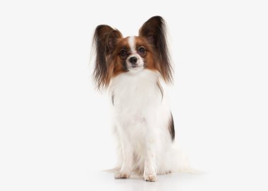 Köpek. Beyaz bir arka plan üzerinde Papillon köpek yavrusu