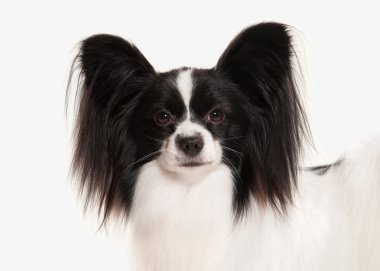Köpek. Beyaz bir arka plan üzerinde Papillon köpek yavrusu