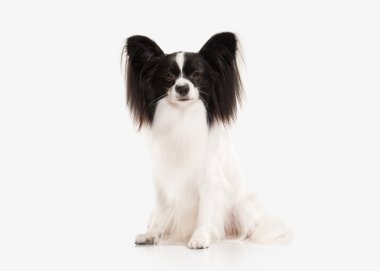 Köpek. Beyaz bir arka plan üzerinde Papillon köpek yavrusu