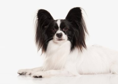Köpek. Beyaz bir arka plan üzerinde Papillon köpek yavrusu