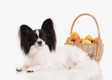 Köpek. Beyaz bir arka plan üzerinde Papillon köpek yavrusu