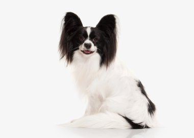 Köpek. Beyaz bir arka plan üzerinde Papillon köpek yavrusu