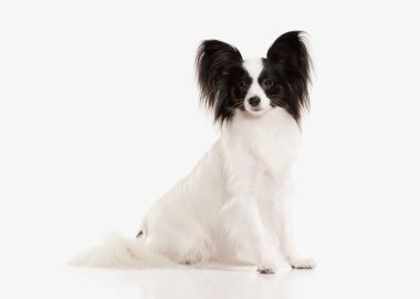 Köpek. Beyaz bir arka plan üzerinde Papillon köpek yavrusu