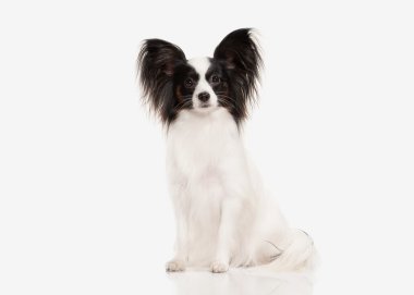 Köpek. Beyaz bir arka plan üzerinde Papillon köpek yavrusu