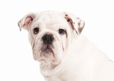 Köpek. Beyaz arka plan üzerinde İngilizce bulldog köpek yavrusu