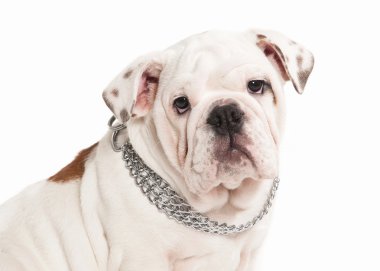Köpek. Beyaz arka plan üzerinde İngilizce bulldog köpek yavrusu