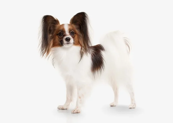 Hond. Papillon pup op een witte achtergrond — Stockfoto