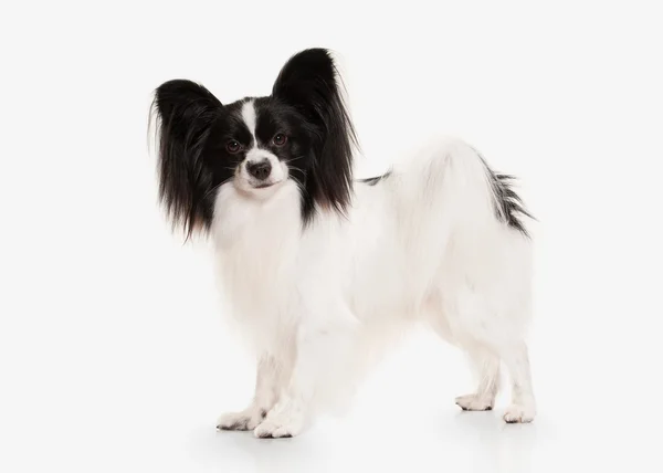 Cão. Papillon cachorro em um fundo branco — Fotografia de Stock