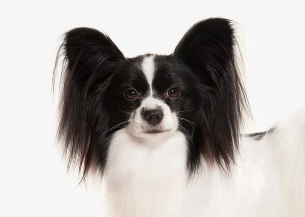 Kutya. Ízlelő szemölcsös kutya egy fehér háttér — Stock Fotó