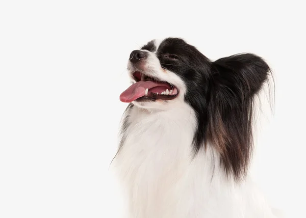 Hund. Papillon valp på vit bakgrund — Stockfoto