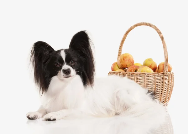 Perro. Papillon cachorro sobre un fondo blanco — Foto de Stock