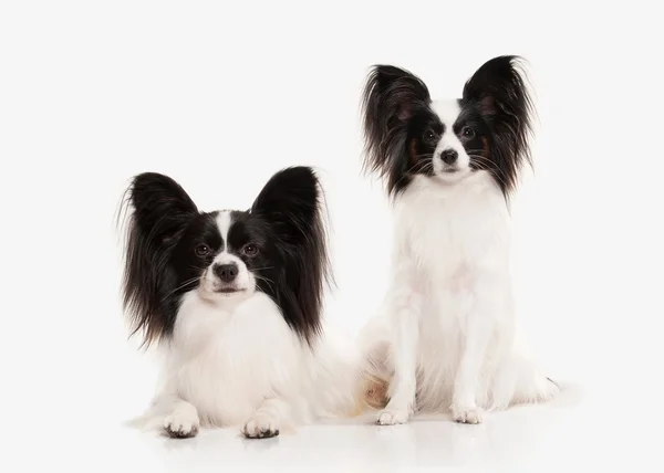 Hond. Papillon pup op een witte achtergrond — Stockfoto