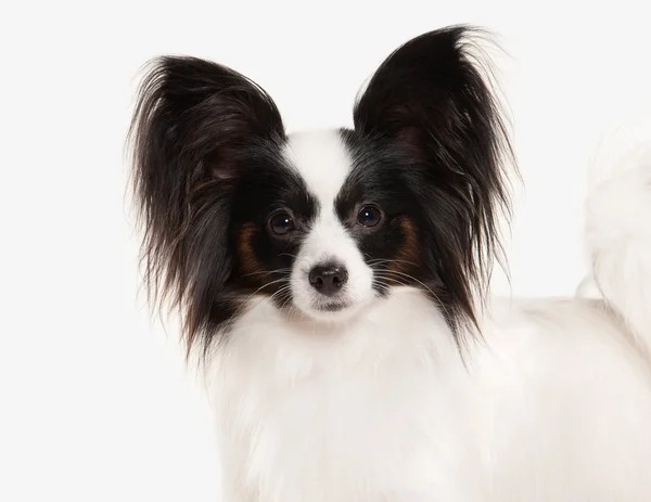 Perro. Papillon cachorro sobre un fondo blanco —  Fotos de Stock