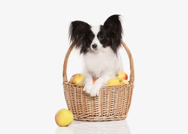 Cão. Papillon cachorro em um fundo branco — Fotografia de Stock