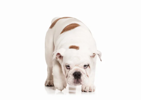 Cão. Inglês bulldog filhote de cachorro no fundo branco — Fotografia de Stock