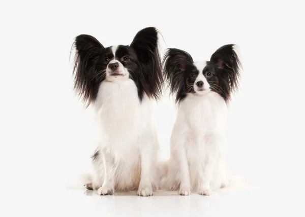 Hond. Papillon pup op een witte achtergrond — Stockfoto