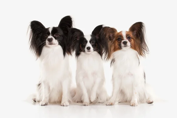 Dog. Papillon puppy on a white background — Stock Photo, Image