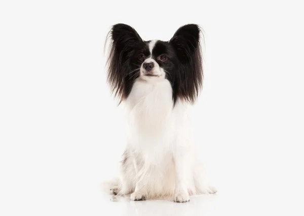 Hond. Papillon pup op een witte achtergrond — Stockfoto