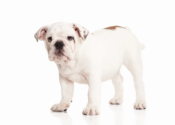 Pies. Buldog angielski szczeniak na białym tle — Zdjęcie stockowe
