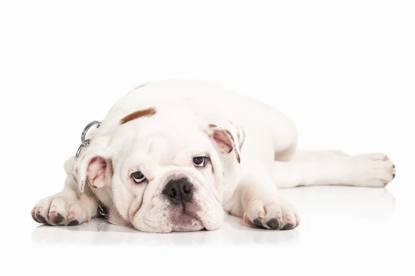 Cão. Inglês bulldog filhote de cachorro no fundo branco — Fotografia de Stock