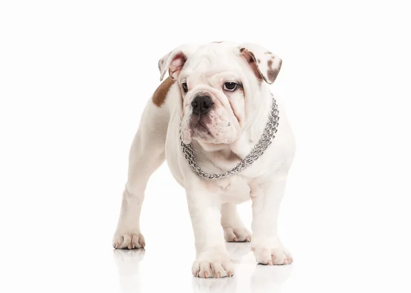 Cane. Inglese bulldog cucciolo su sfondo bianco — Foto Stock