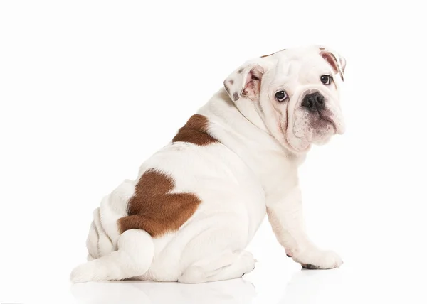 Cão. Inglês bulldog filhote de cachorro no fundo branco — Fotografia de Stock