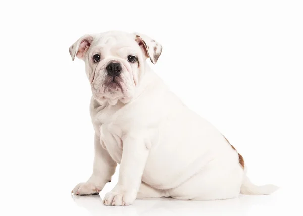 Perro. Bulldog inglés cachorro sobre fondo blanco —  Fotos de Stock