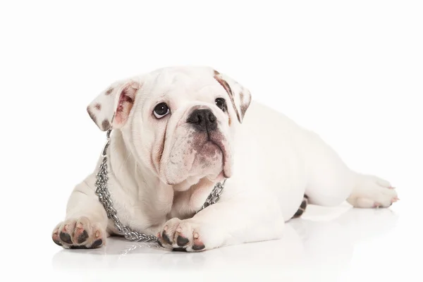 Собака. Английский бульдог щенок на белом фоне — стоковое фото