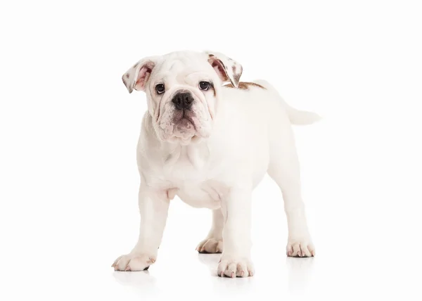 Dog. English bulldog puppy on white background Stock Image