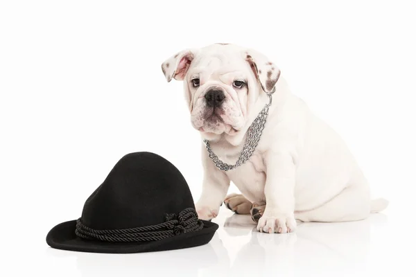 English bulldog puppy on white background — Stock Photo, Image