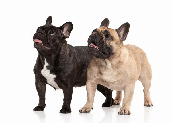 白色背景上的两个法国斗牛犬幼犬。 — 图库照片
