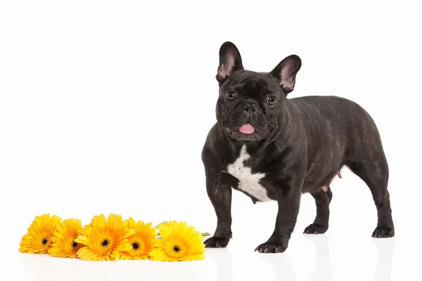 Franse bulldog puppy op witte achtergrond — Stockfoto