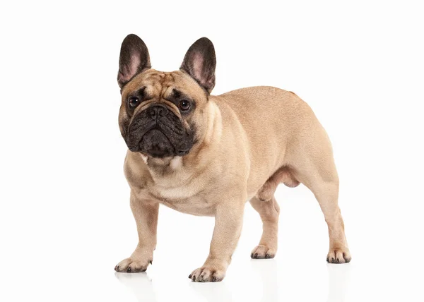 Bouledogue français chiot sur fond blanc — Photo